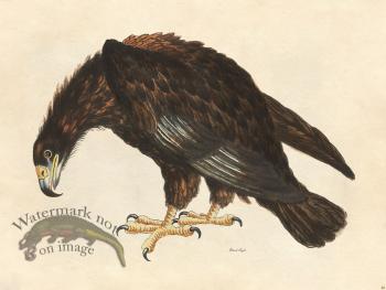 Black Eagle - Tribute Bd 46